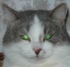 Senar